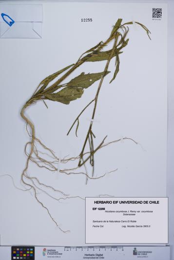 Nicotiana corymbosa var. corymbosa [Espécimen: UCH:EIF:0012255]