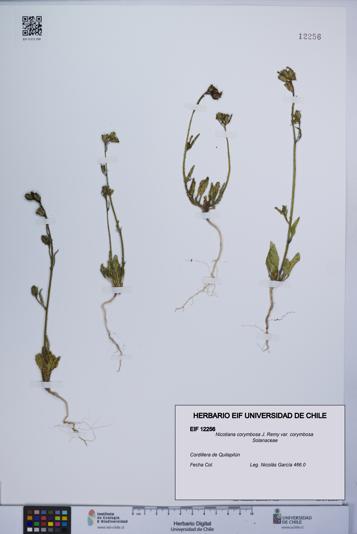 Nicotiana corymbosa var. corymbosa [Espécimen: UCH:EIF:0012256]