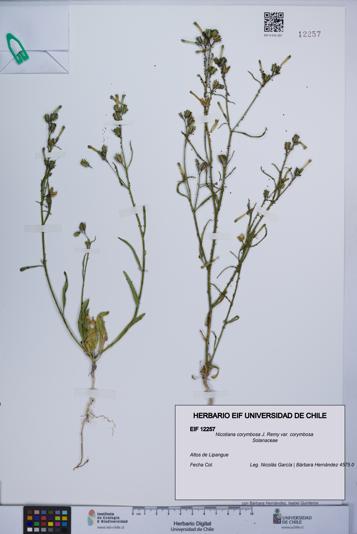 Nicotiana corymbosa var. corymbosa [Espécimen: UCH:EIF:0012257]