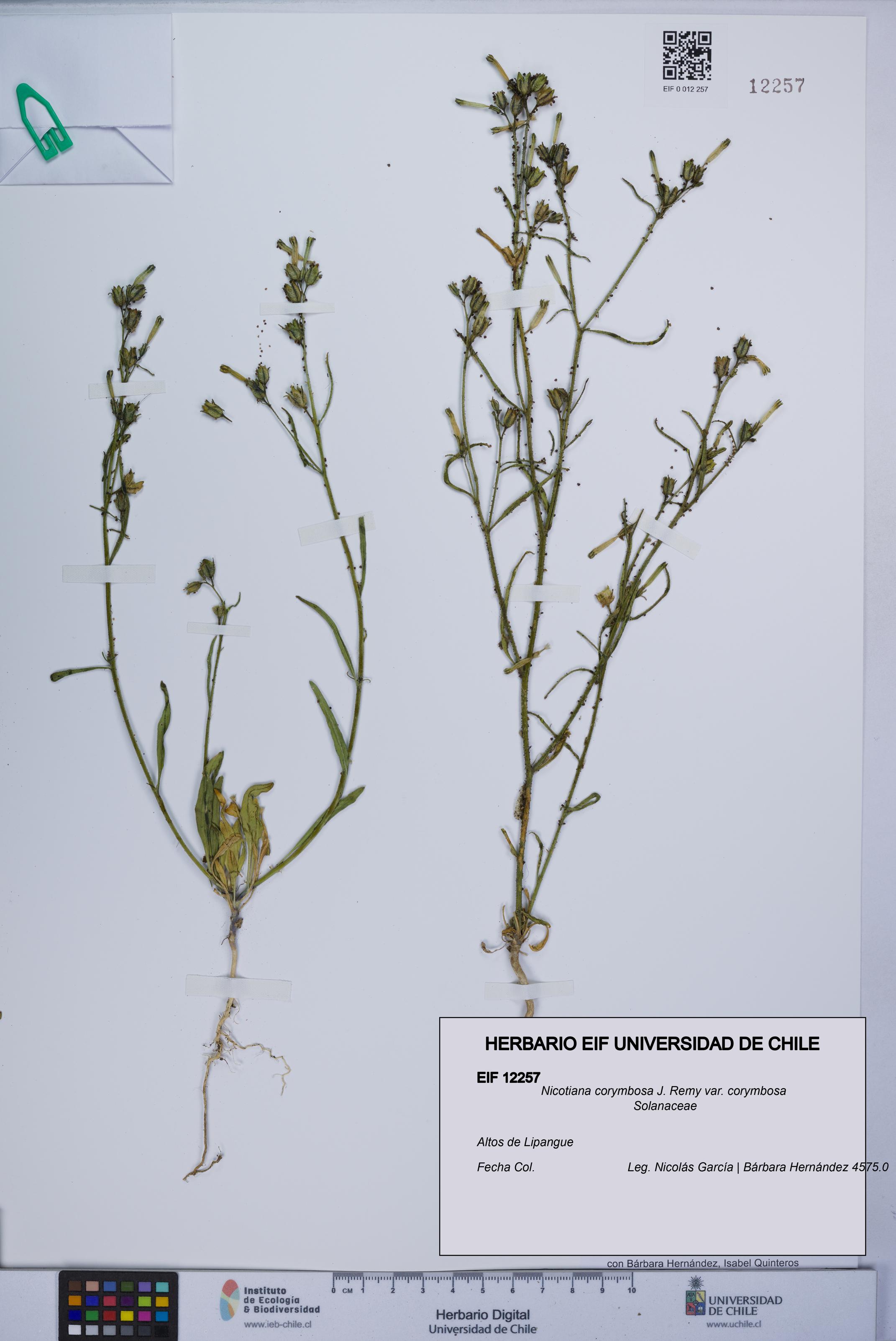 Nicotiana corymbosa var. corymbosa [Espécimen: UCH:EIF:0012257]