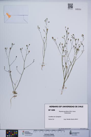 Reyesia parviflora [Espécimen: UCH:EIF:0012258]