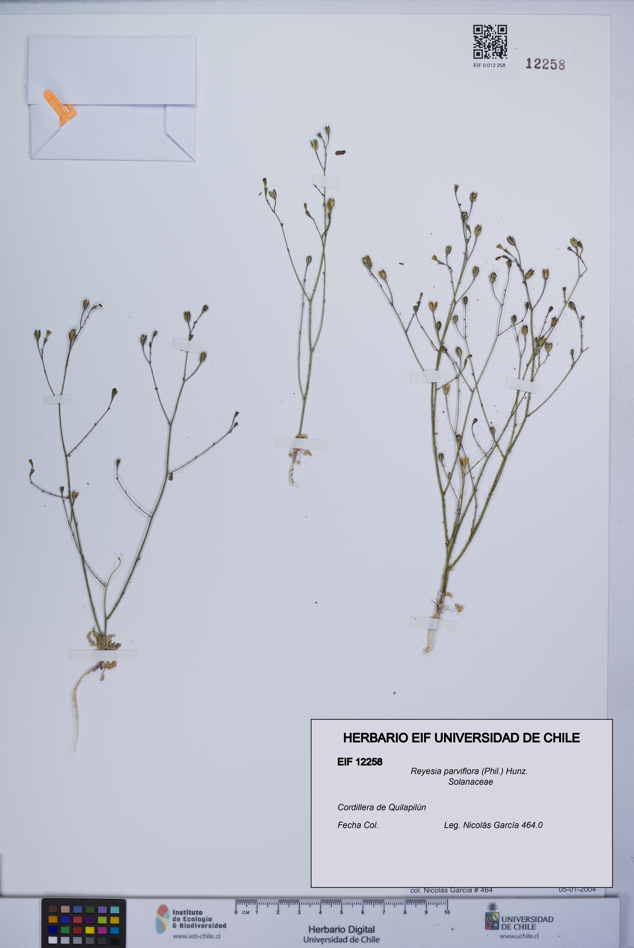 Reyesia parviflora [Espécimen: UCH:EIF:0012258]