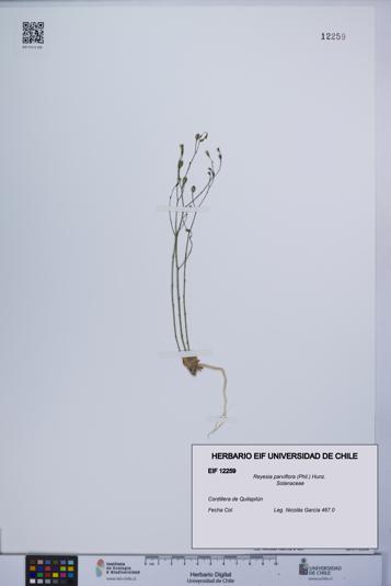 Reyesia parviflora [Espécimen: UCH:EIF:0012259]