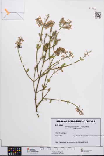 Diostea juncea [Espécimen: UCH:EIF:0012261]