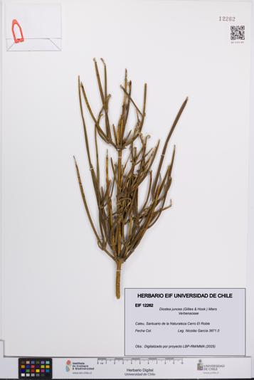 Diostea juncea [Espécimen: UCH:EIF:0012262]