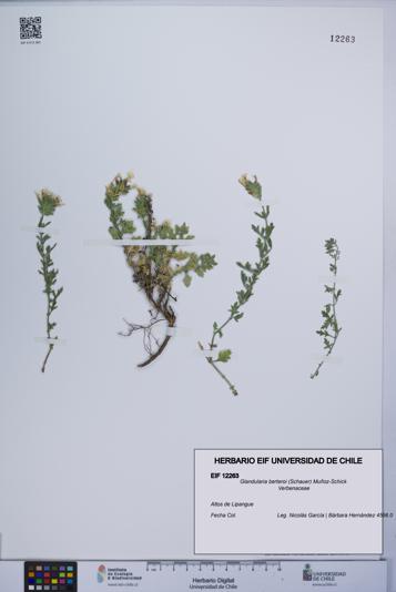 Glandularia berteroi [Espécimen: UCH:EIF:0012263]