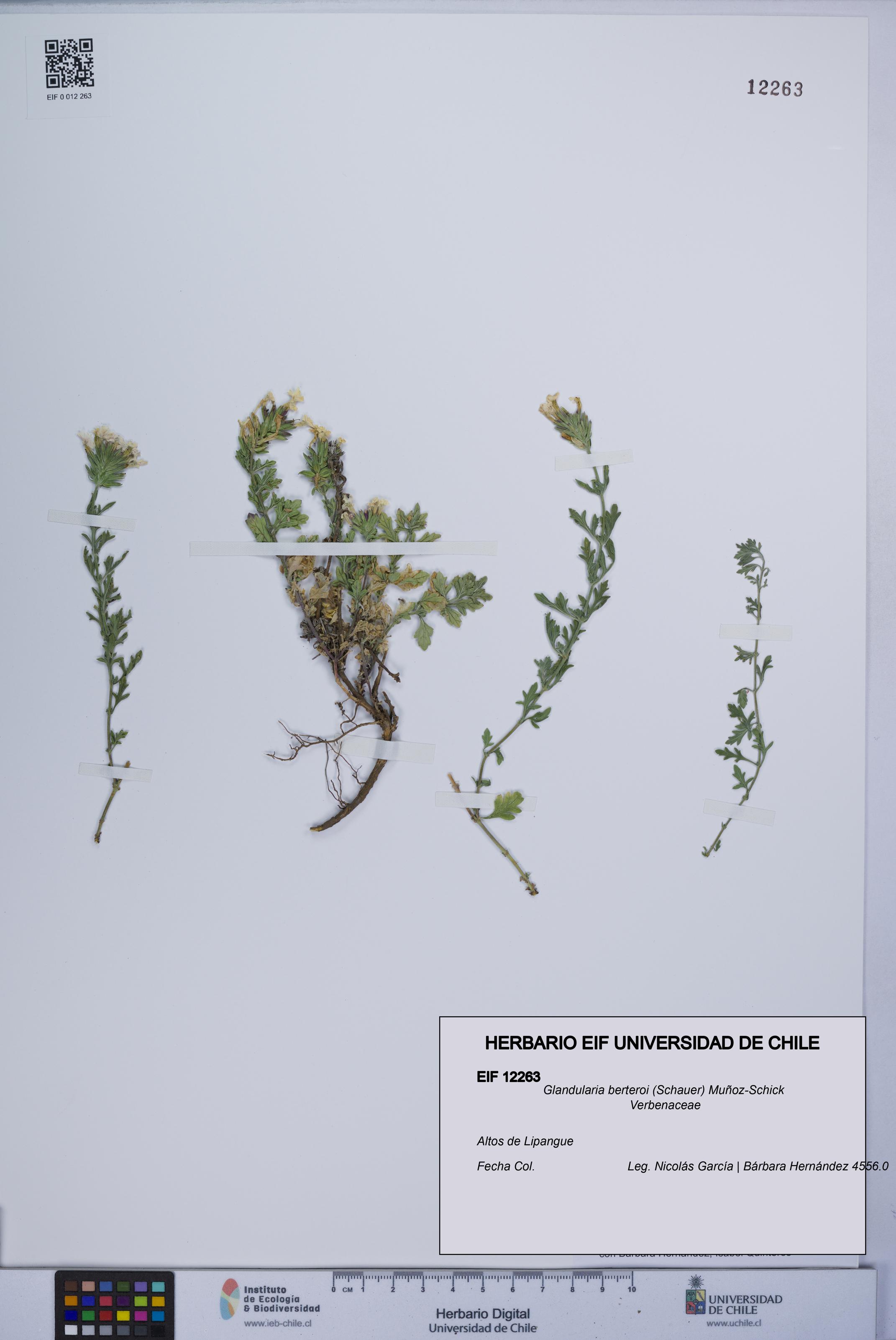 Glandularia berteroi [Espécimen: UCH:EIF:0012263]