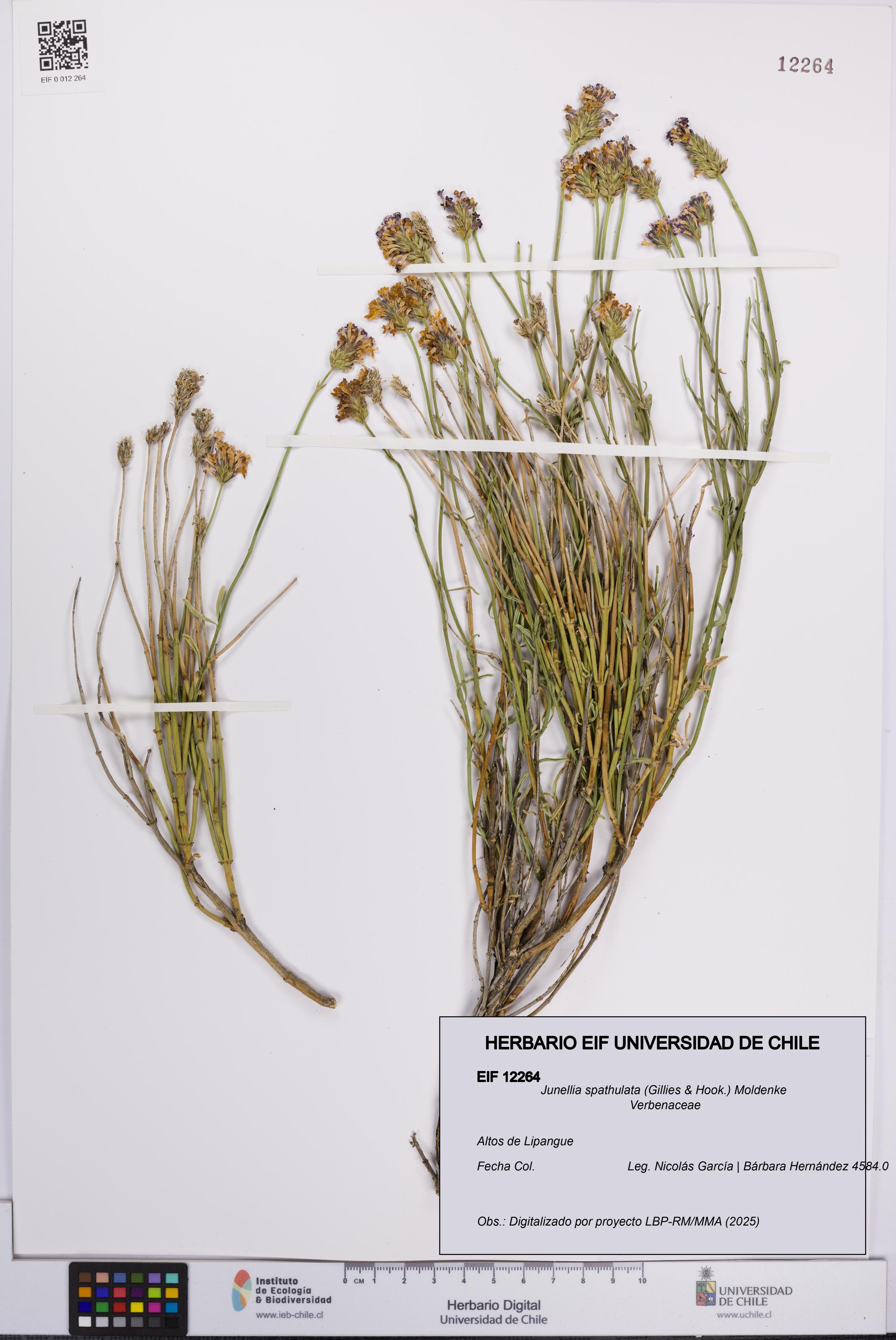 Junellia spathulata [Espécimen: UCH:EIF:0012264]