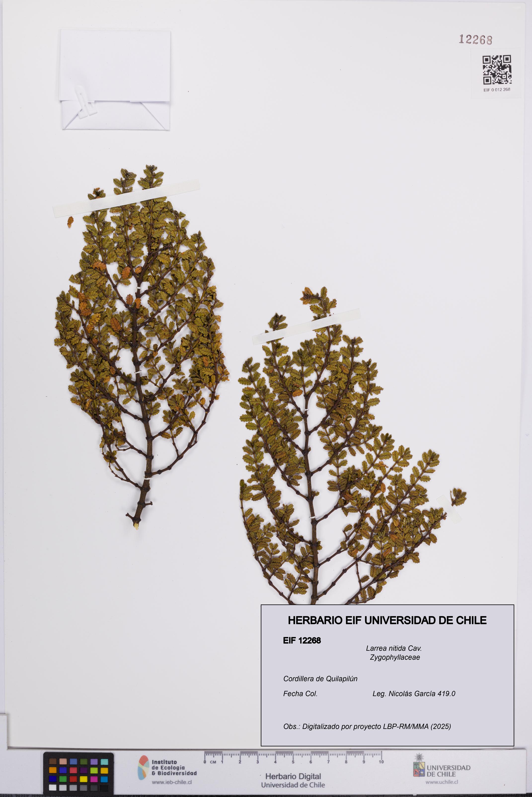 Larrea nitida [Espécimen: UCH:EIF:0012268]