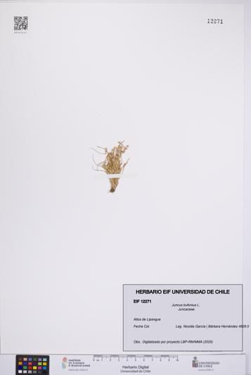 Juncus bufonius [Espécimen: UCH:EIF:0012271]