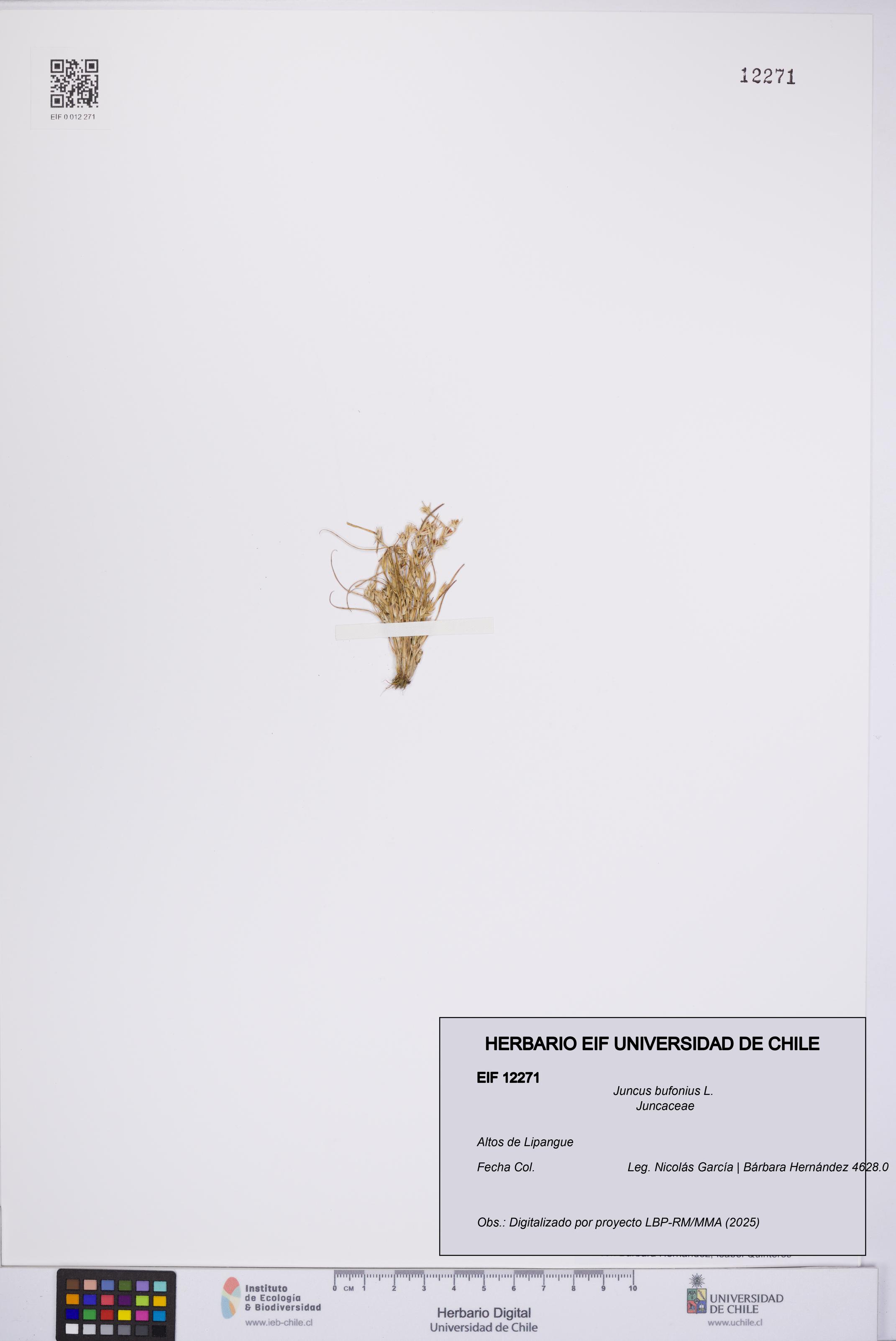 Juncus bufonius [Espécimen: UCH:EIF:0012271]