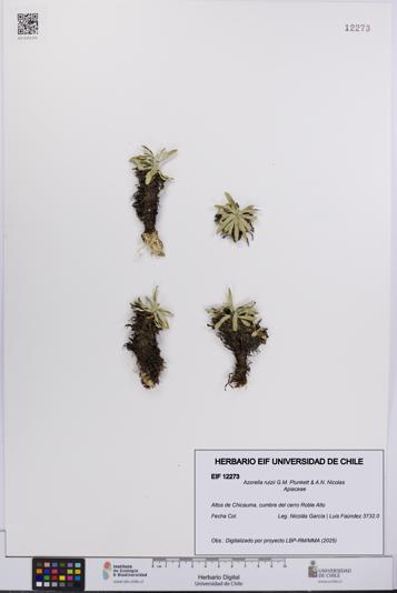 Azorella ruizii [Espécimen: UCH:EIF:0012273]