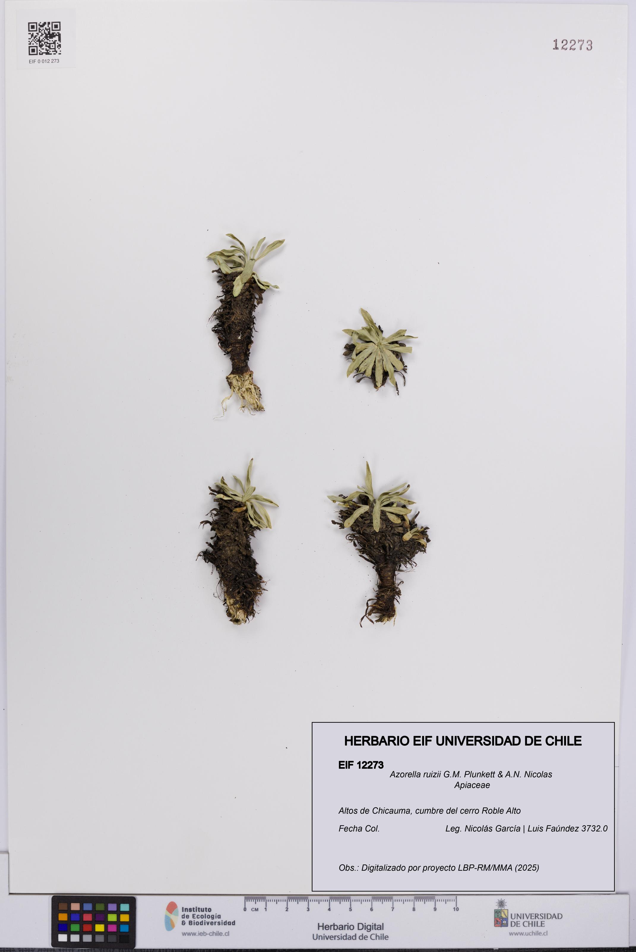 Azorella ruizii [Espécimen: UCH:EIF:0012273]