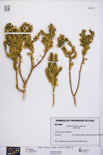 Baccharis tola [Espécimen: UCH:EIF:0012292]