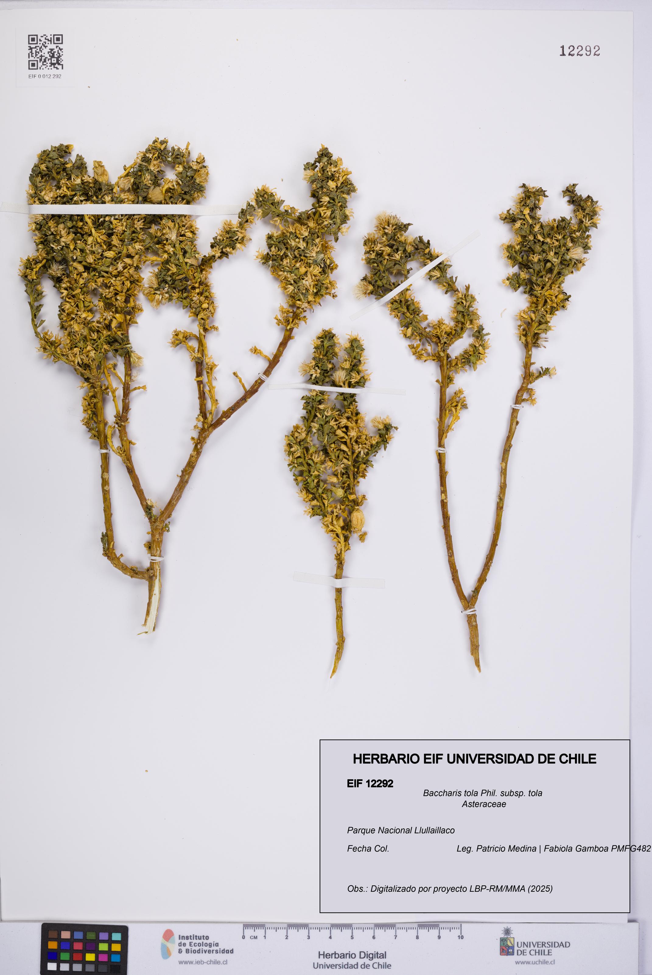 Baccharis tola [Espécimen: UCH:EIF:0012292]