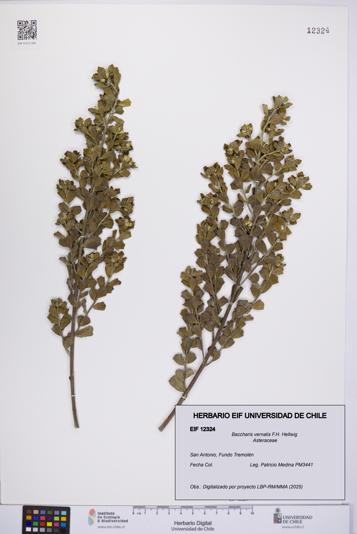 Baccharis vernalis [Espécimen: UCH:EIF:0012324]