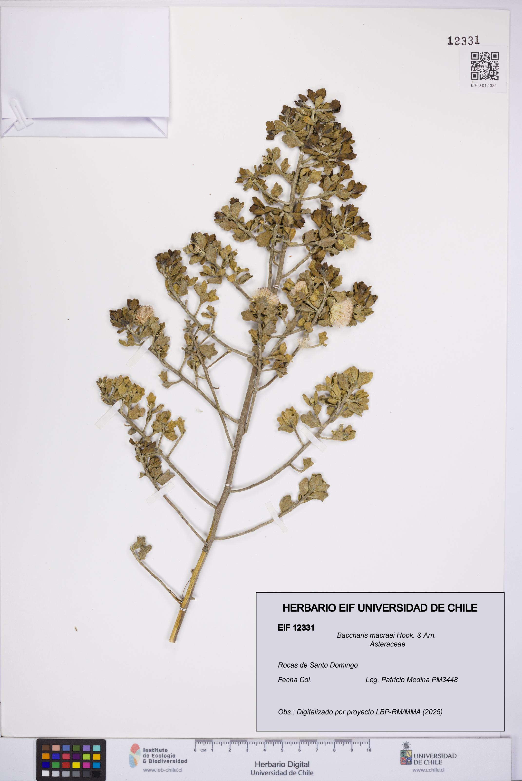 Baccharis macraei [Espécimen: UCH:EIF:0012331]