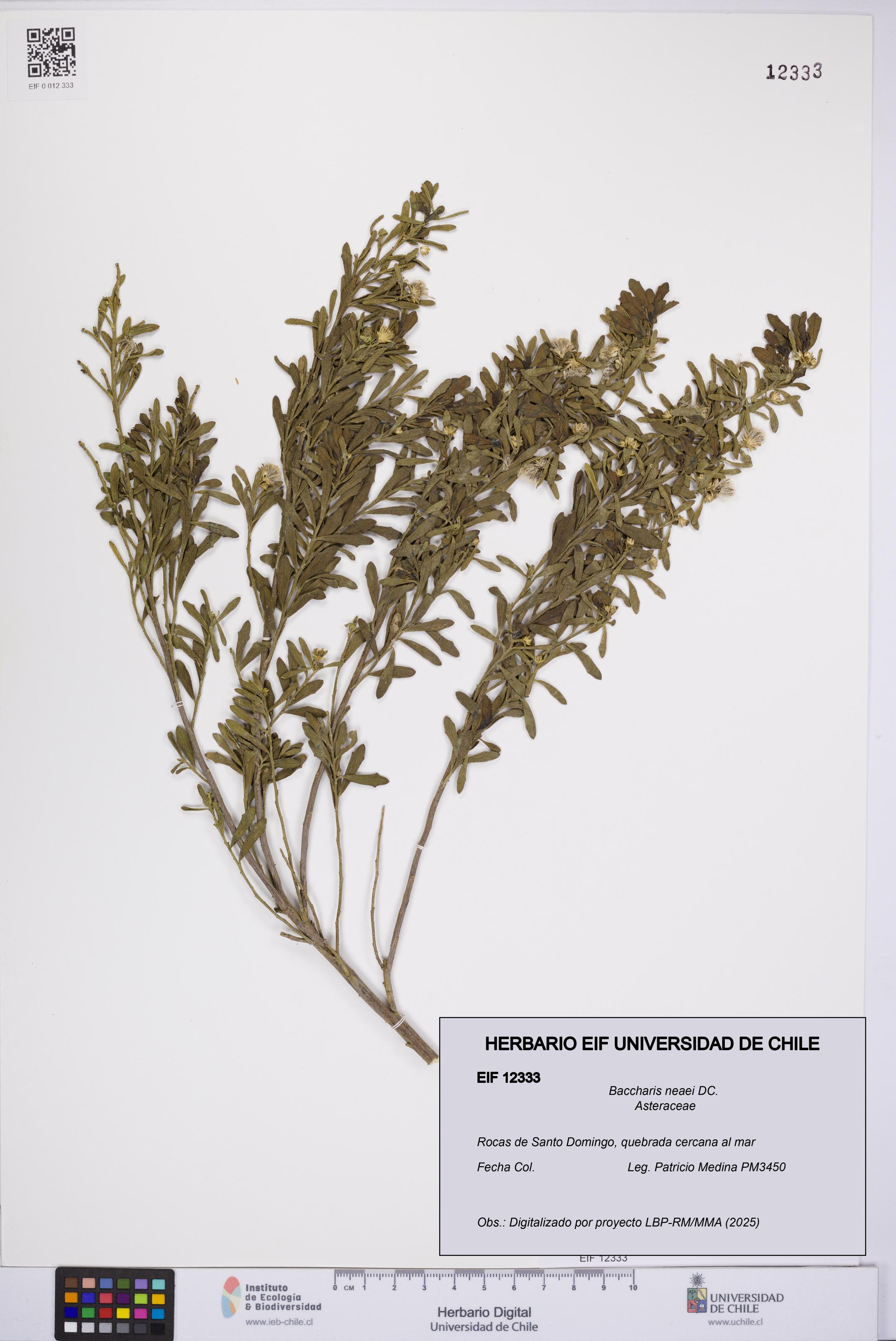 Baccharis neaei [Espécimen: UCH:EIF:0012333]
