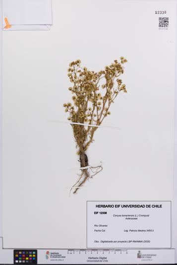 Conyza bonariensis [Espécimen: UCH:EIF:0012338]