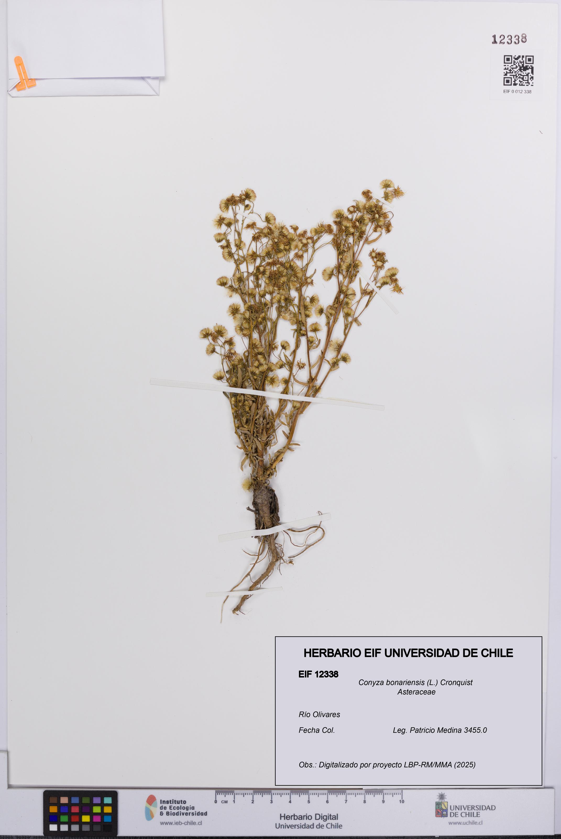 Conyza bonariensis [Espécimen: UCH:EIF:0012338]
