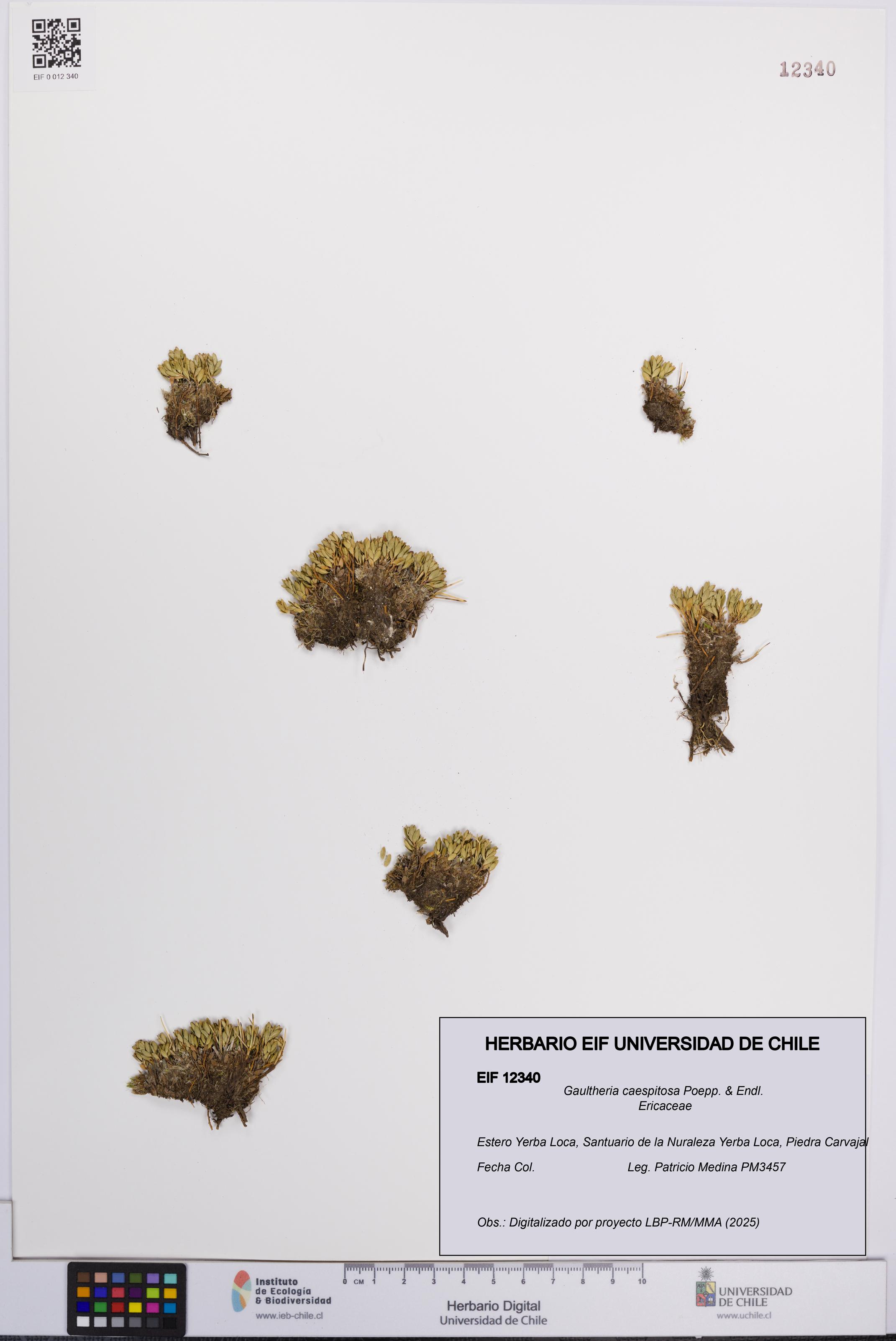 Gaultheria caespitosa [Espécimen: UCH:EIF:0012340]