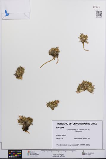 Perezia pilifera [Espécimen: UCH:EIF:0012341]