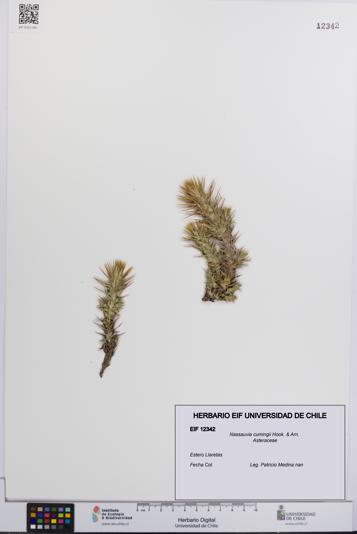 Nassauvia cumingii [Espécimen: UCH:EIF:0012342]