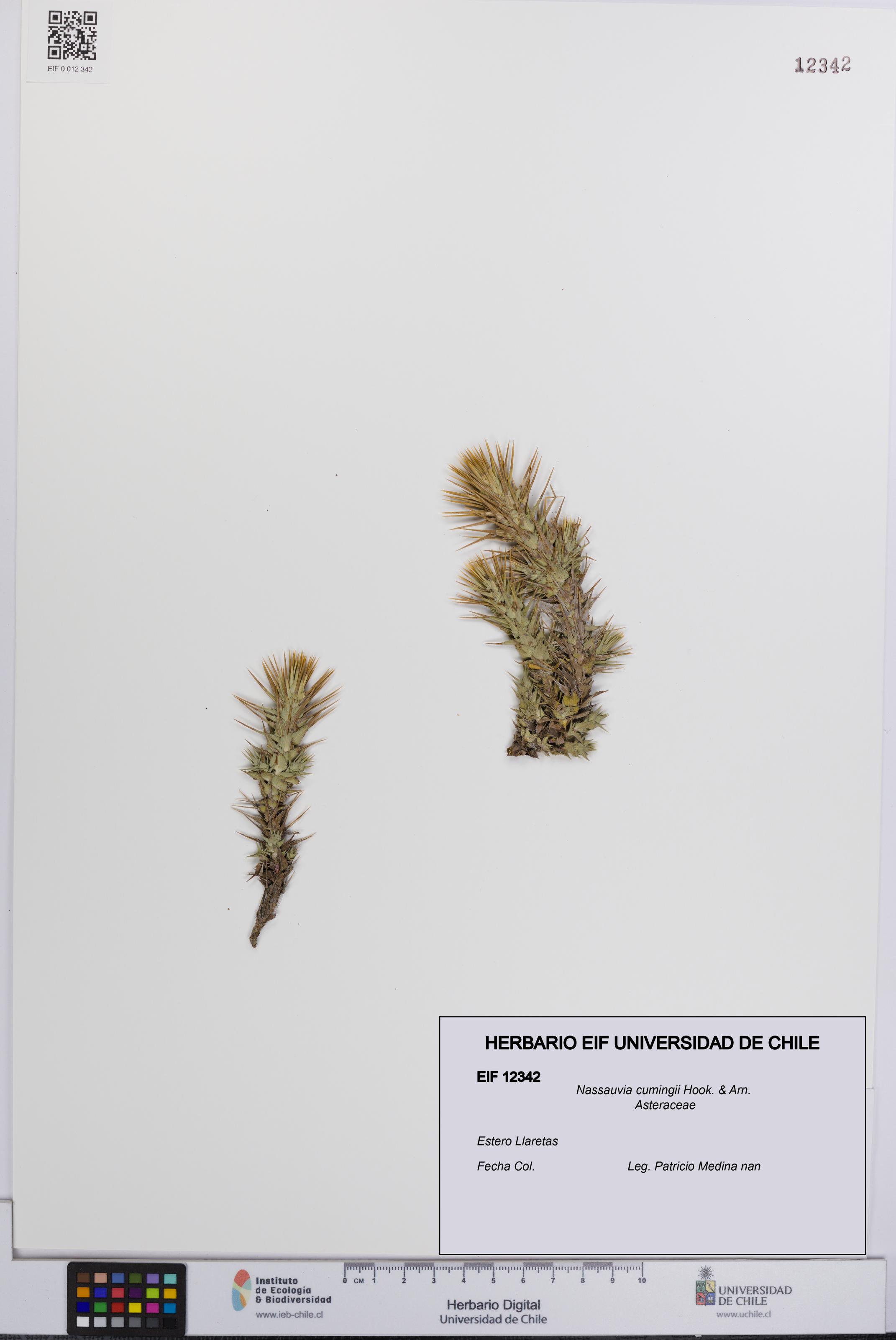 Nassauvia cumingii [Espécimen: UCH:EIF:0012342]