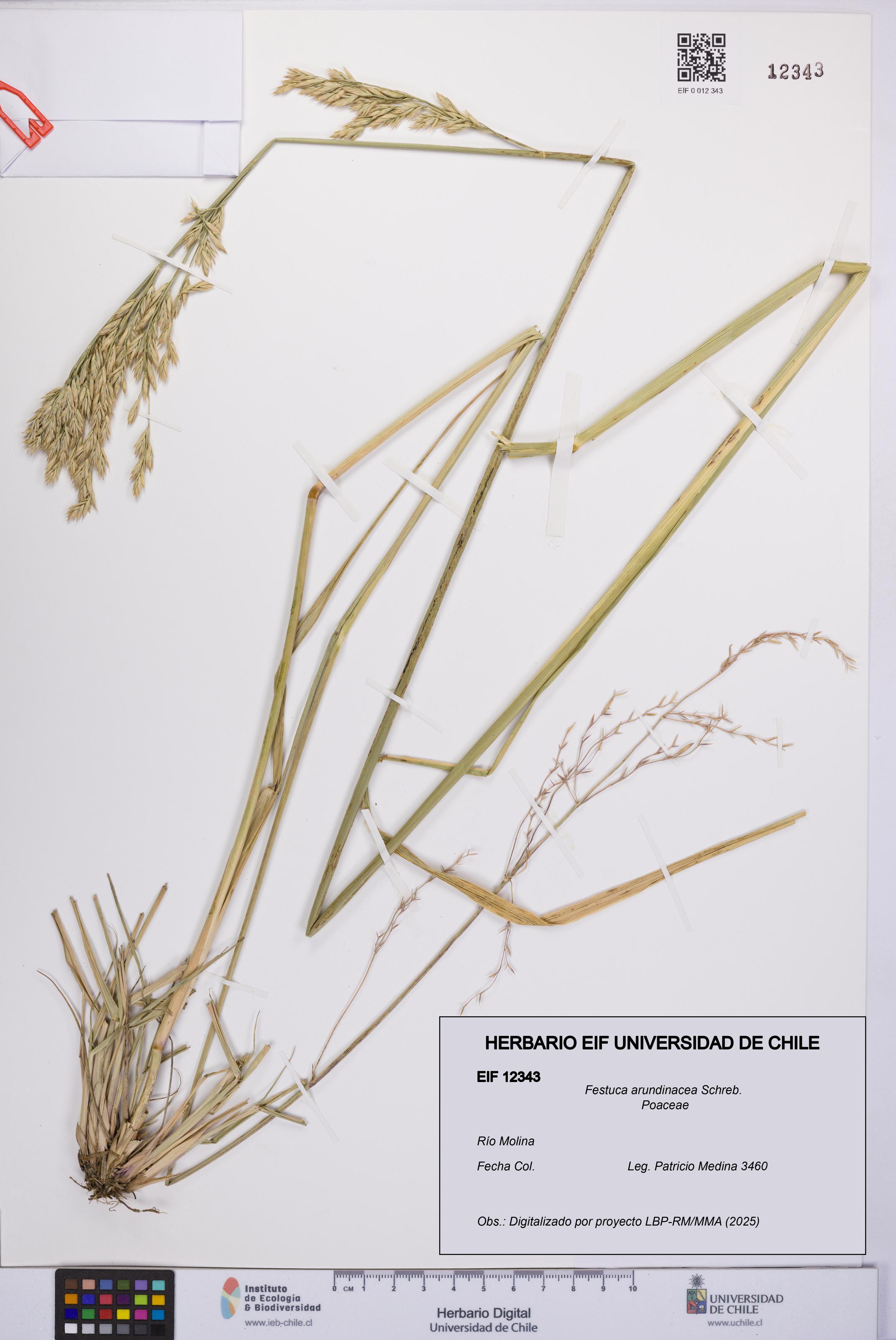 Festuca arundinacea [Espécimen: UCH:EIF:0012343]