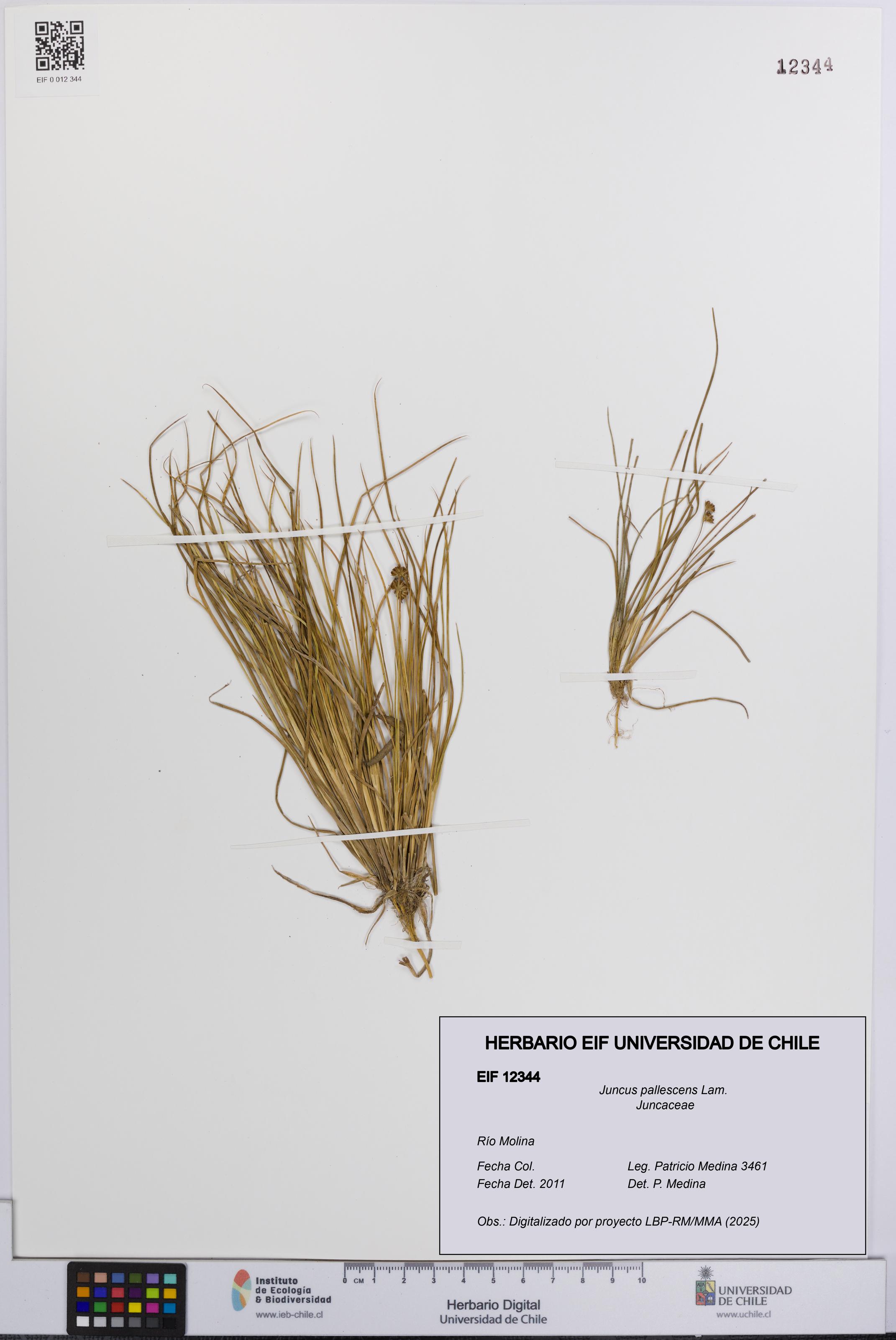 Juncus pallescens [Espécimen: UCH:EIF:0012344]