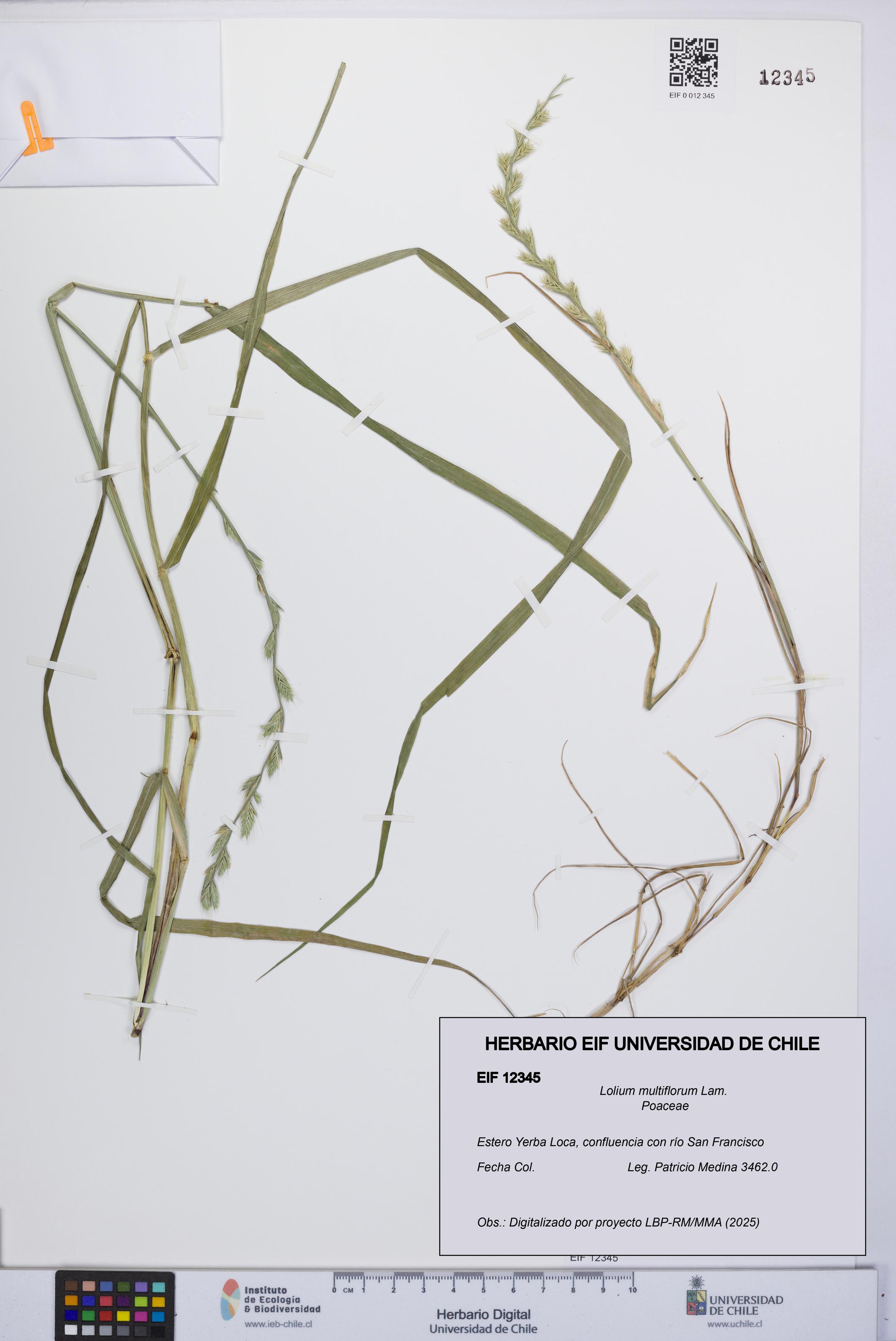 Lolium multiflorum [Espécimen: UCH:EIF:0012345]
