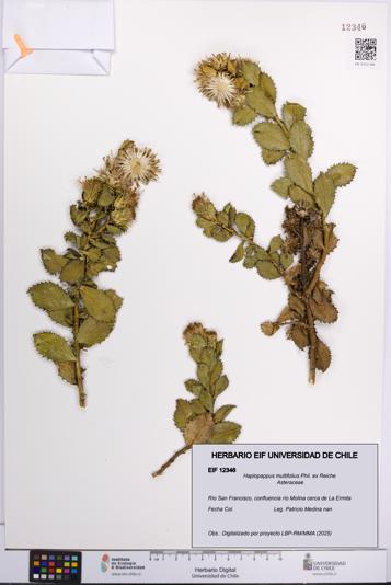 Haplopappus multifolius [Espécimen: UCH:EIF:0012346]