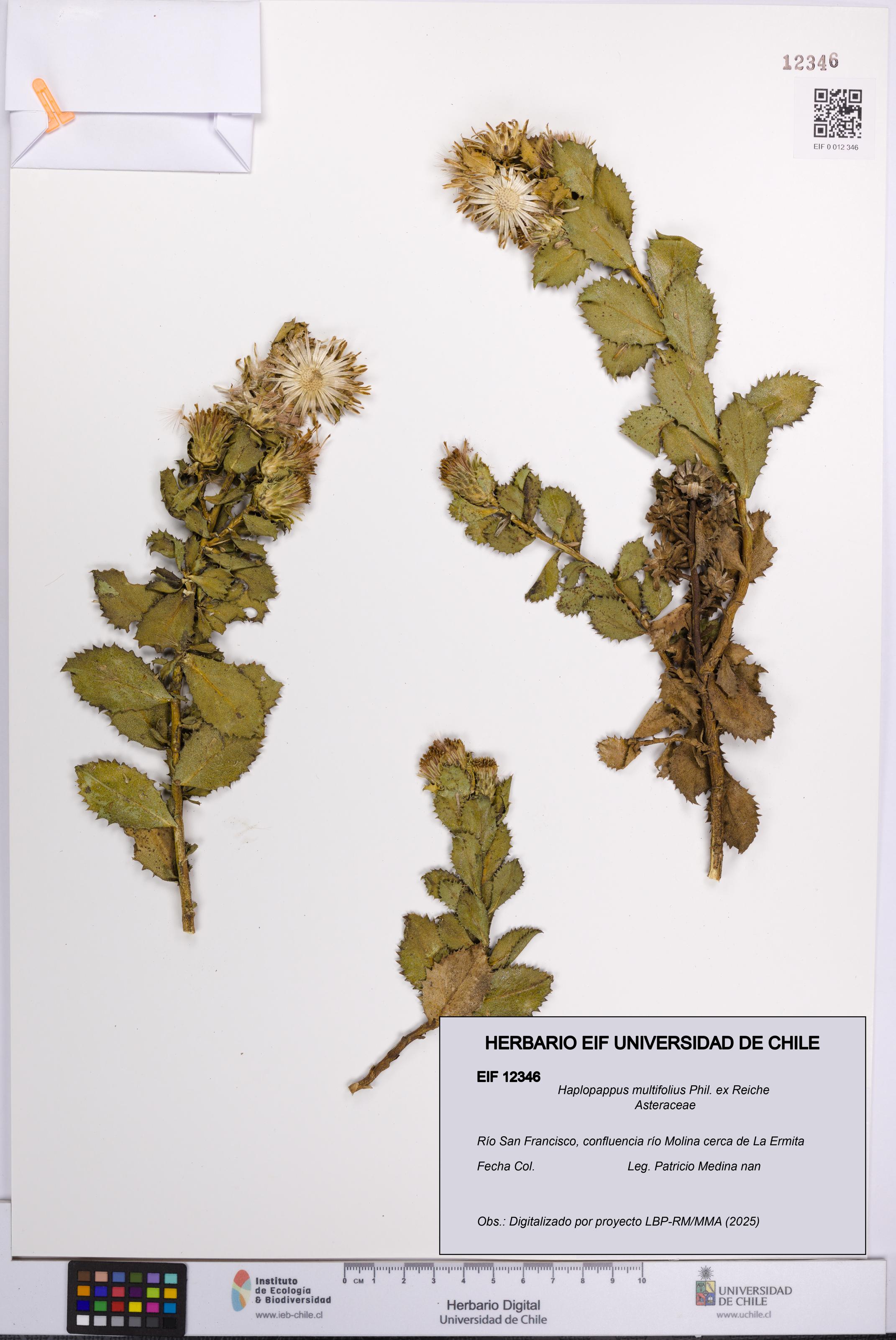 Haplopappus multifolius [Espécimen: UCH:EIF:0012346]