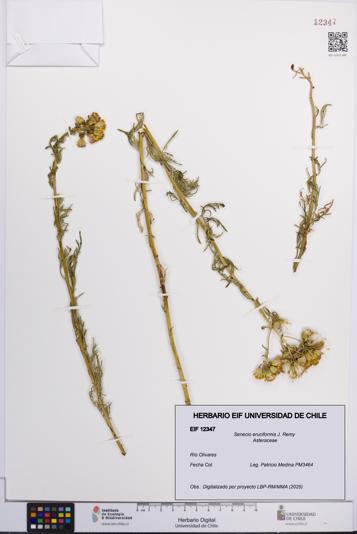 Senecio eruciformis [Espécimen: UCH:EIF:0012347]