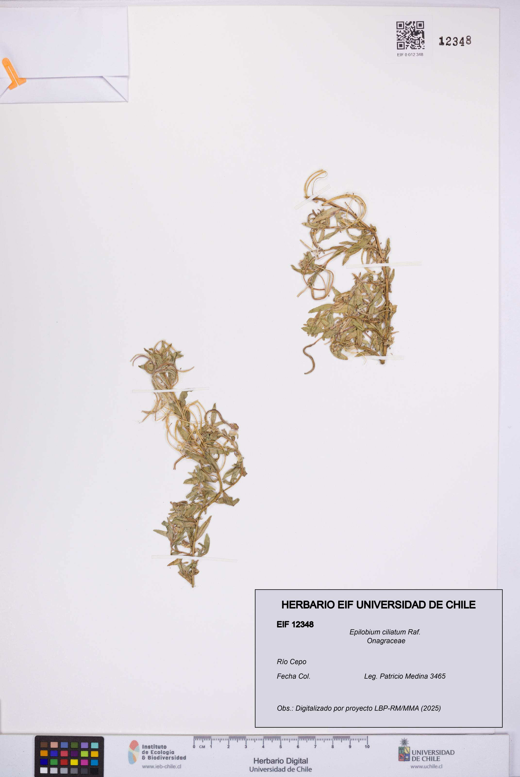 Epilobium ciliatum [Espécimen: UCH:EIF:0012348]