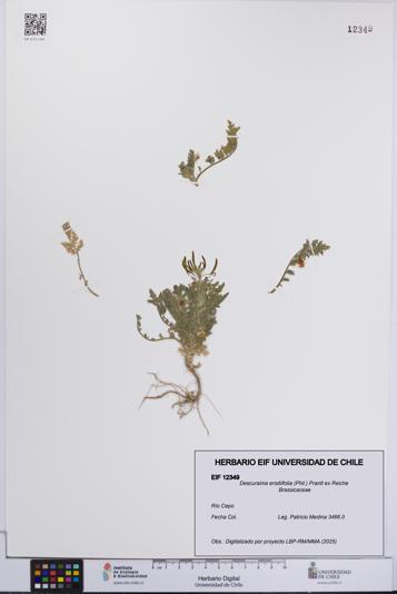 Descurainia erodiifolia [Espécimen: UCH:EIF:0012349]
