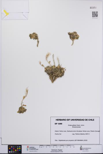 Draba gilliesii [Espécimen: UCH:EIF:0012350]