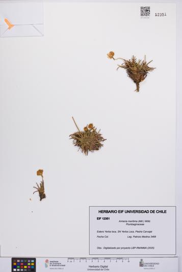 Armeria maritima [Espécimen: UCH:EIF:0012351]