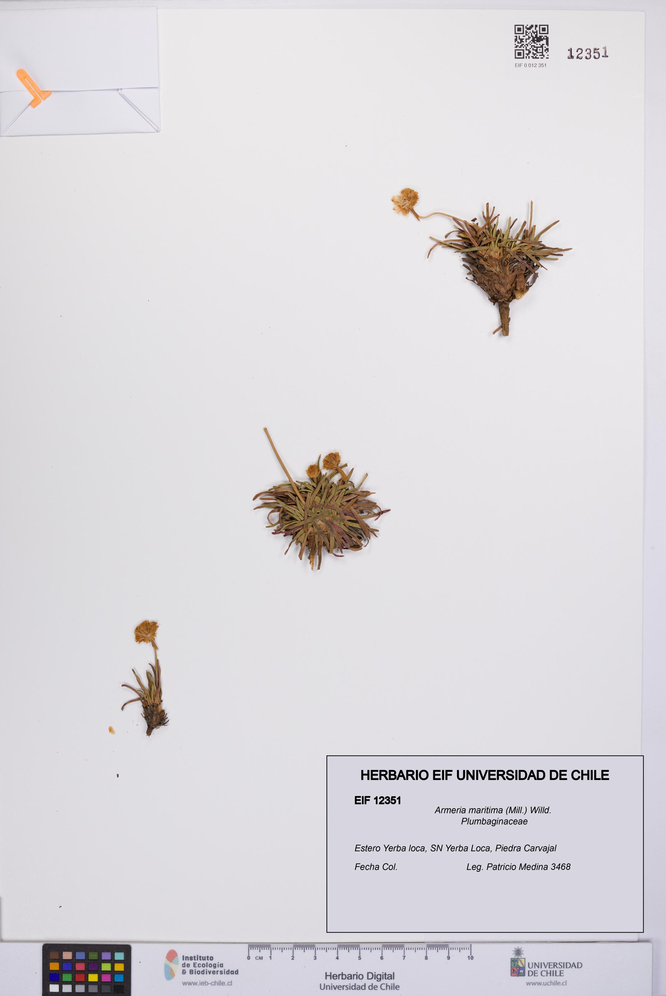 Armeria maritima [Espécimen: UCH:EIF:0012351]