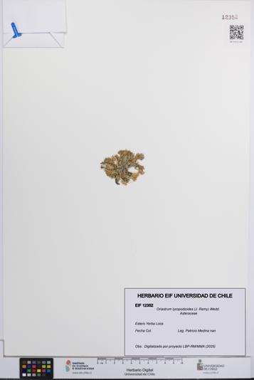Oriastrum lycopodioides [Espécimen: UCH:EIF:0012352]