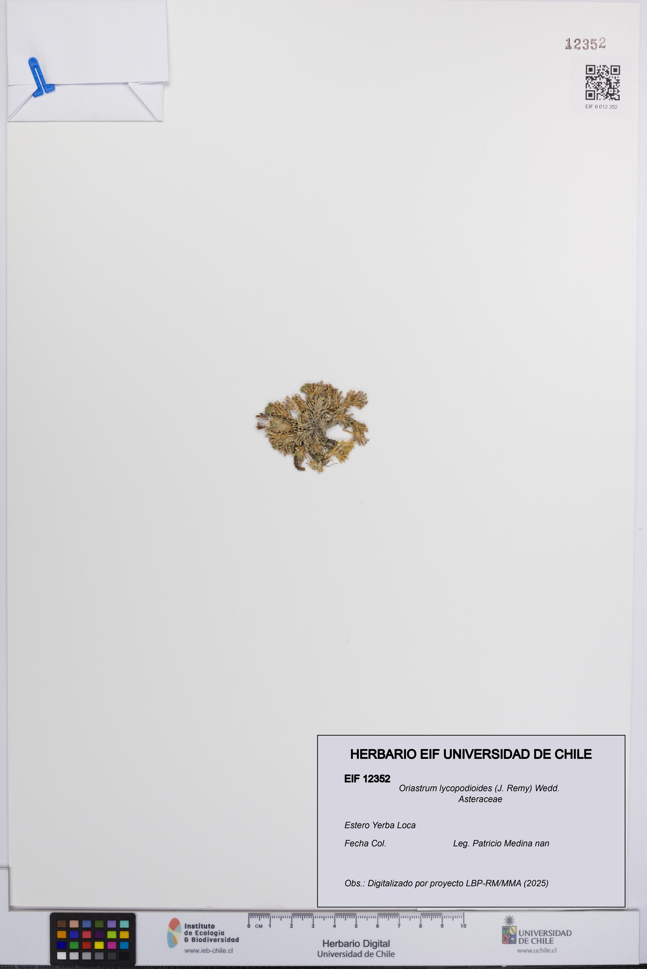 Oriastrum lycopodioides [Espécimen: UCH:EIF:0012352]