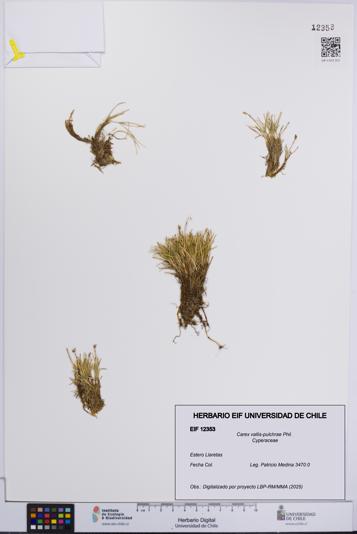 Carex vallis-pulchrae [Espécimen: UCH:EIF:0012353]