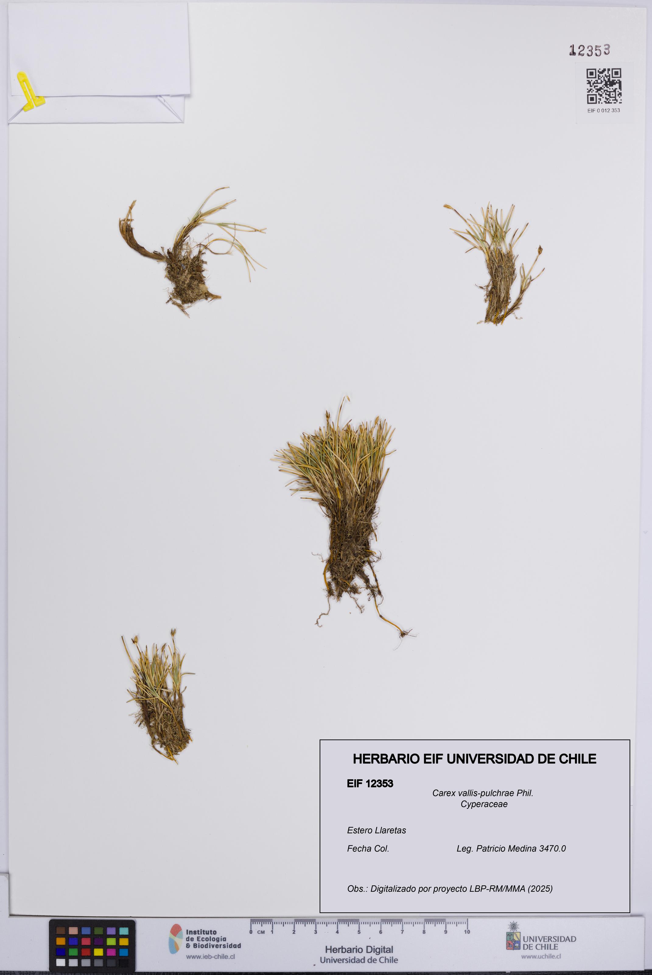 Carex vallis-pulchrae [Espécimen: UCH:EIF:0012353]