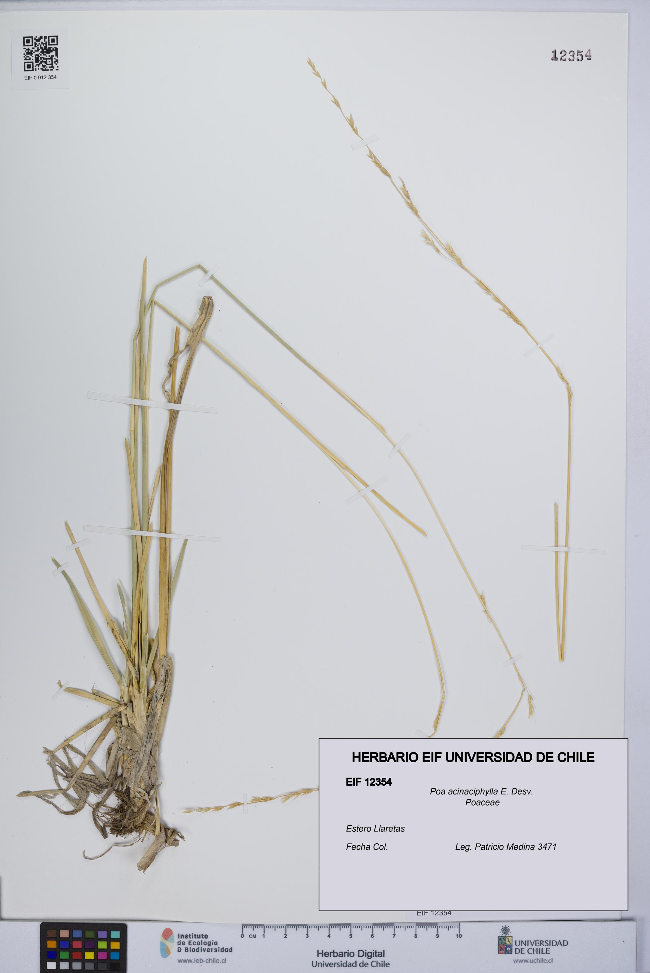 Poa acinaciphylla [Espécimen: UCH:EIF:0012354]