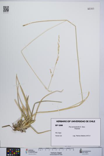 Poa acinaciphylla [Espécimen: UCH:EIF:0012355]