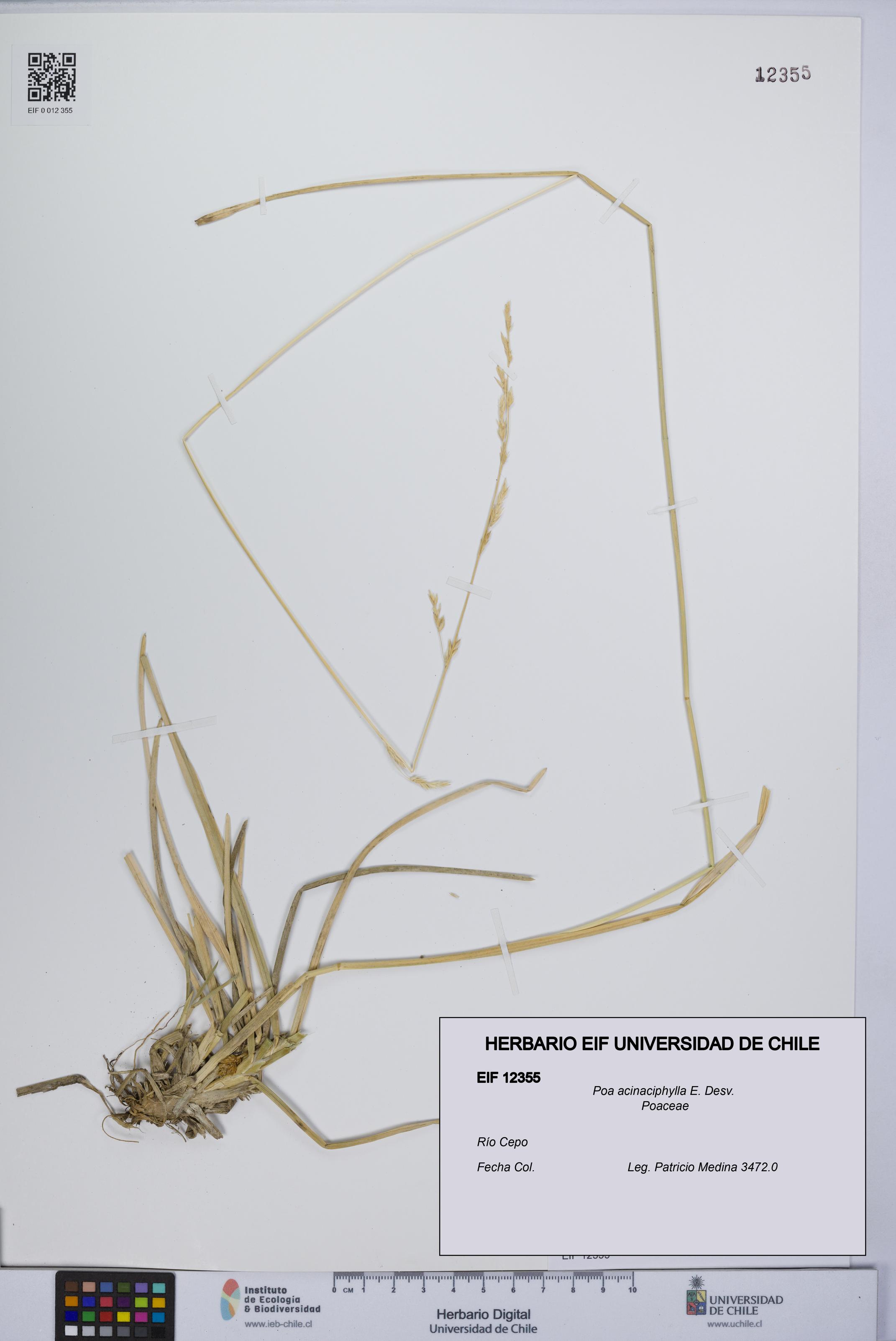 Poa acinaciphylla [Espécimen: UCH:EIF:0012355]