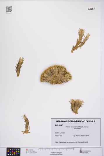 Patosia clandestina [Espécimen: UCH:EIF:0012357]