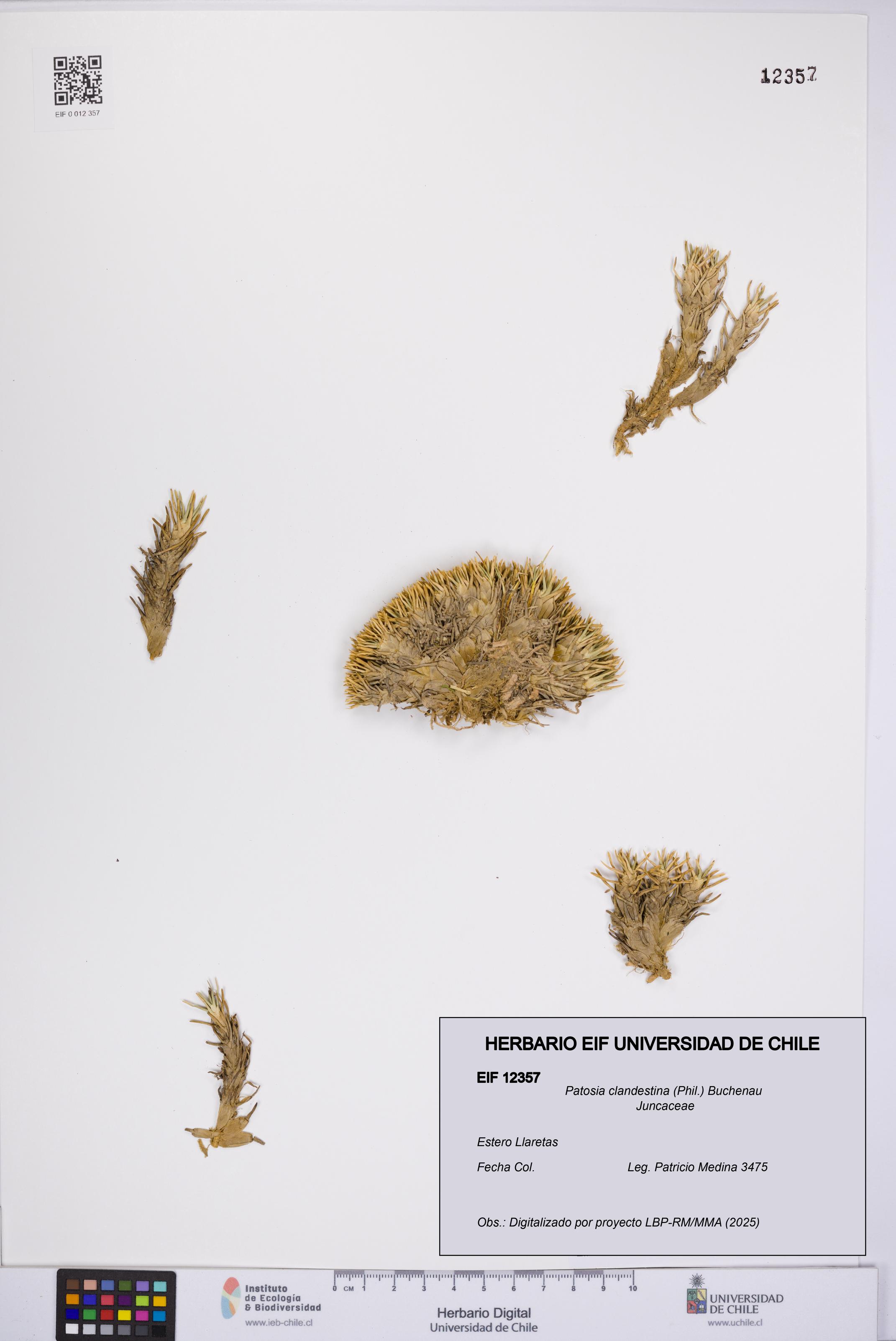 Patosia clandestina [Espécimen: UCH:EIF:0012357]