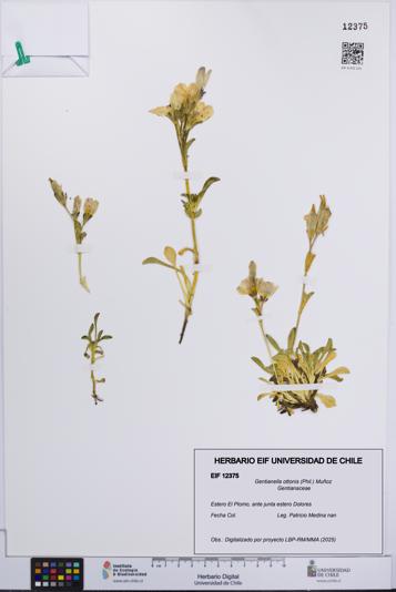 Gentianella ottonis [Espécimen: UCH:EIF:0012375]