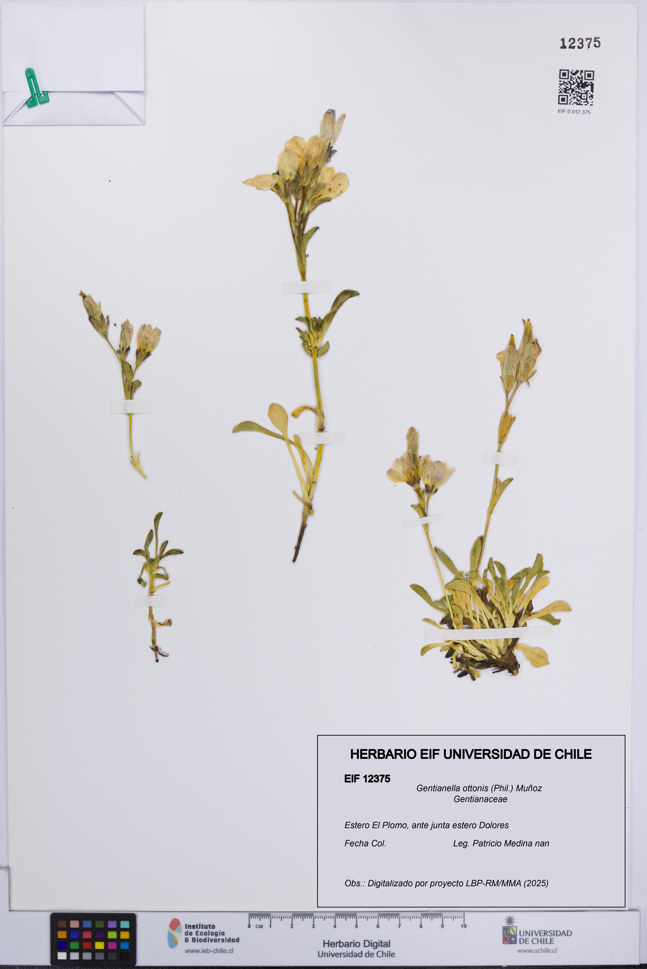 Gentianella ottonis [Espécimen: UCH:EIF:0012375]